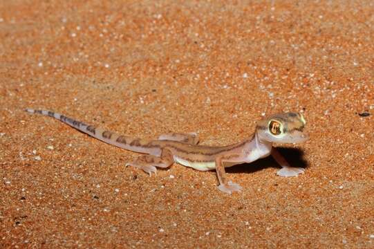 Image of Trigonodactylus Haas 1957