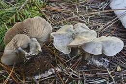 Image of Clitocybe glacialis Redhead, Ammirati, Norvell & M. T. Seidl 2000