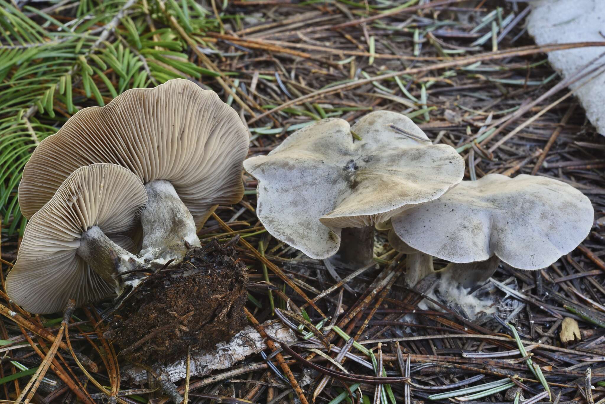 Image of Clitocybe glacialis Redhead, Ammirati, Norvell & M. T. Seidl 2000