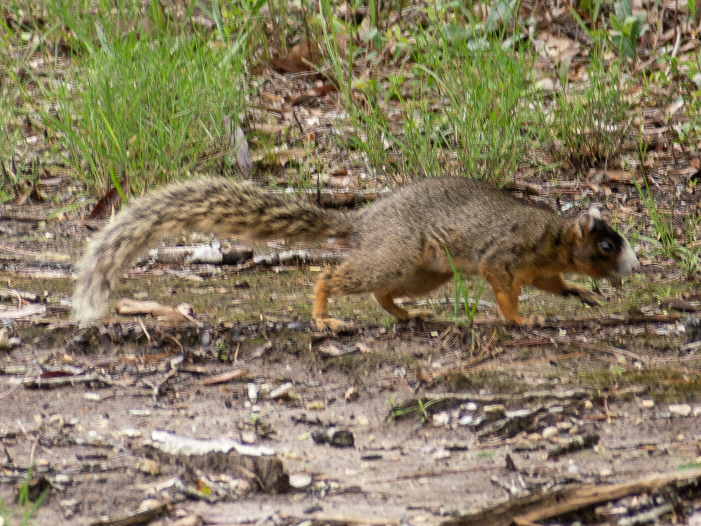 Image of Sciurus niger bachmani Lowery & Davis 1942