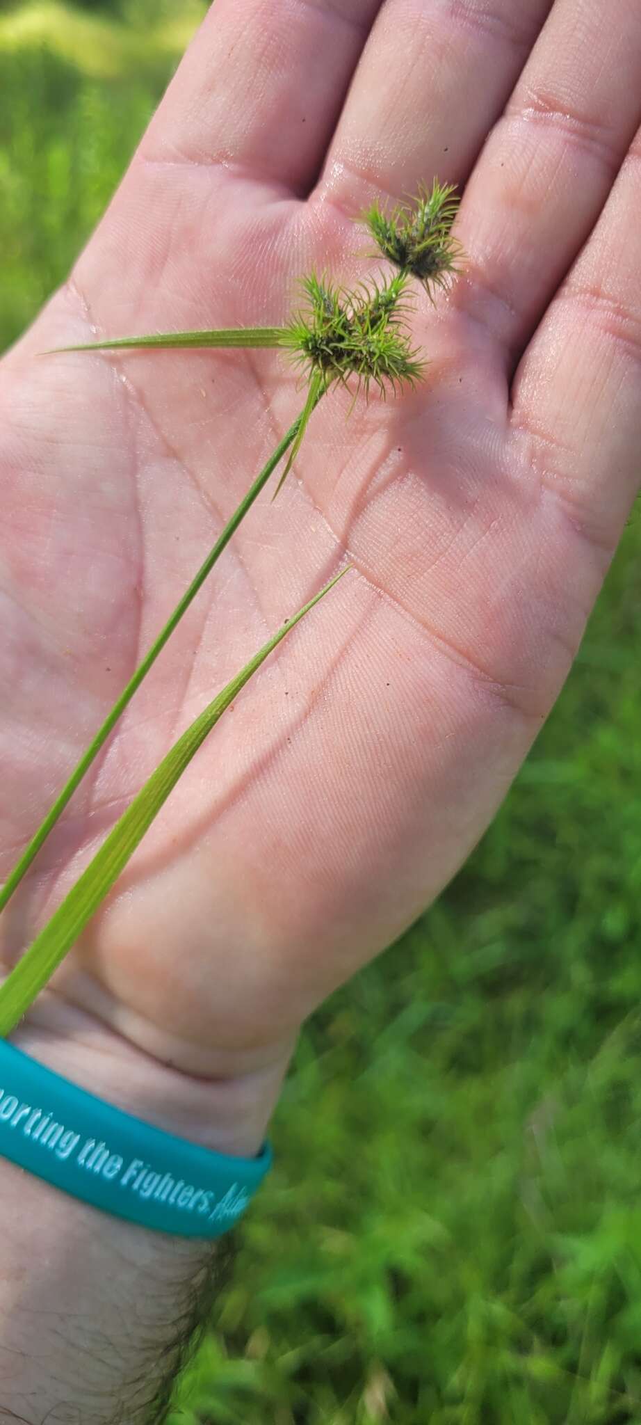 Image of Dwarf Umbrella Sedge