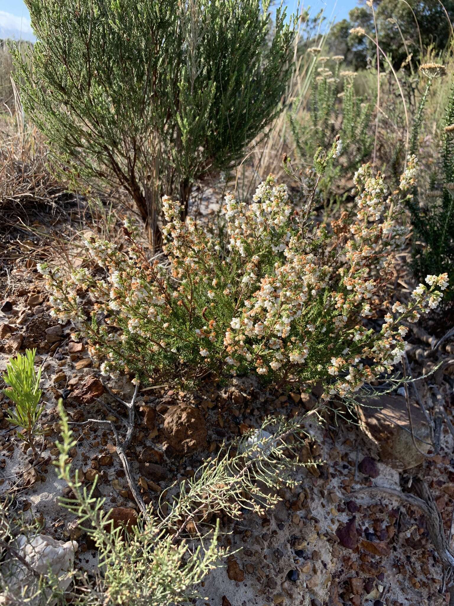 Image of Erica subdivaricata Berg.