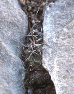 Image of Turbinicarpus schmiedickeanus (Boed.) Rauh & Backeb.
