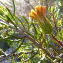 Image of Pteronia cederbergensis A. Bello, Magee & Boatwr.