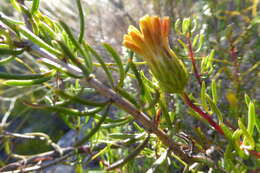 صورة Pteronia cederbergensis A. Bello, Magee & Boatwr.