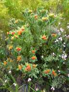 Image of Leucospermum mundii Meissn.