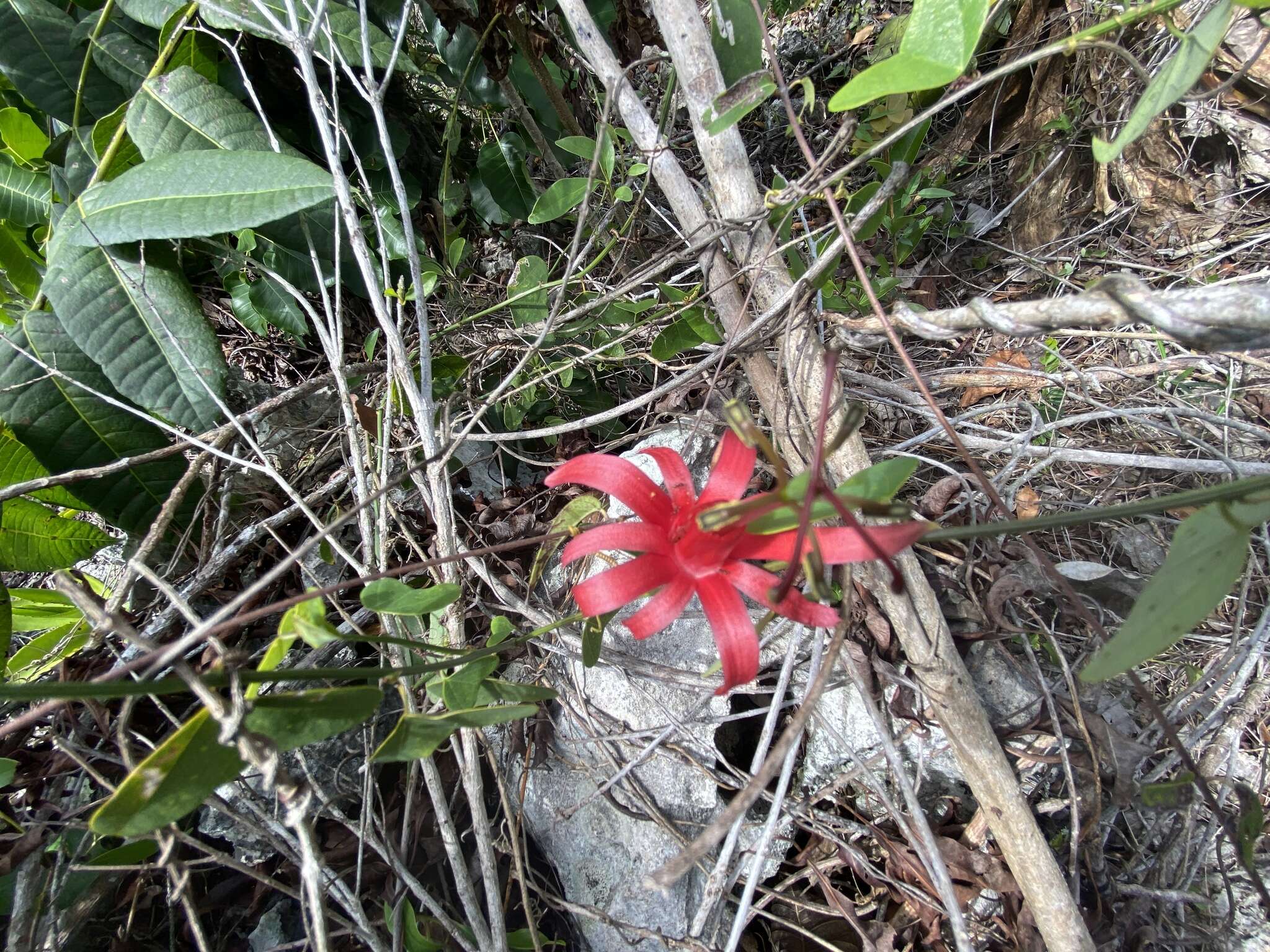 Image of Virgin Island passionflower