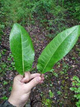 Image de Saussurea dubia Freyn