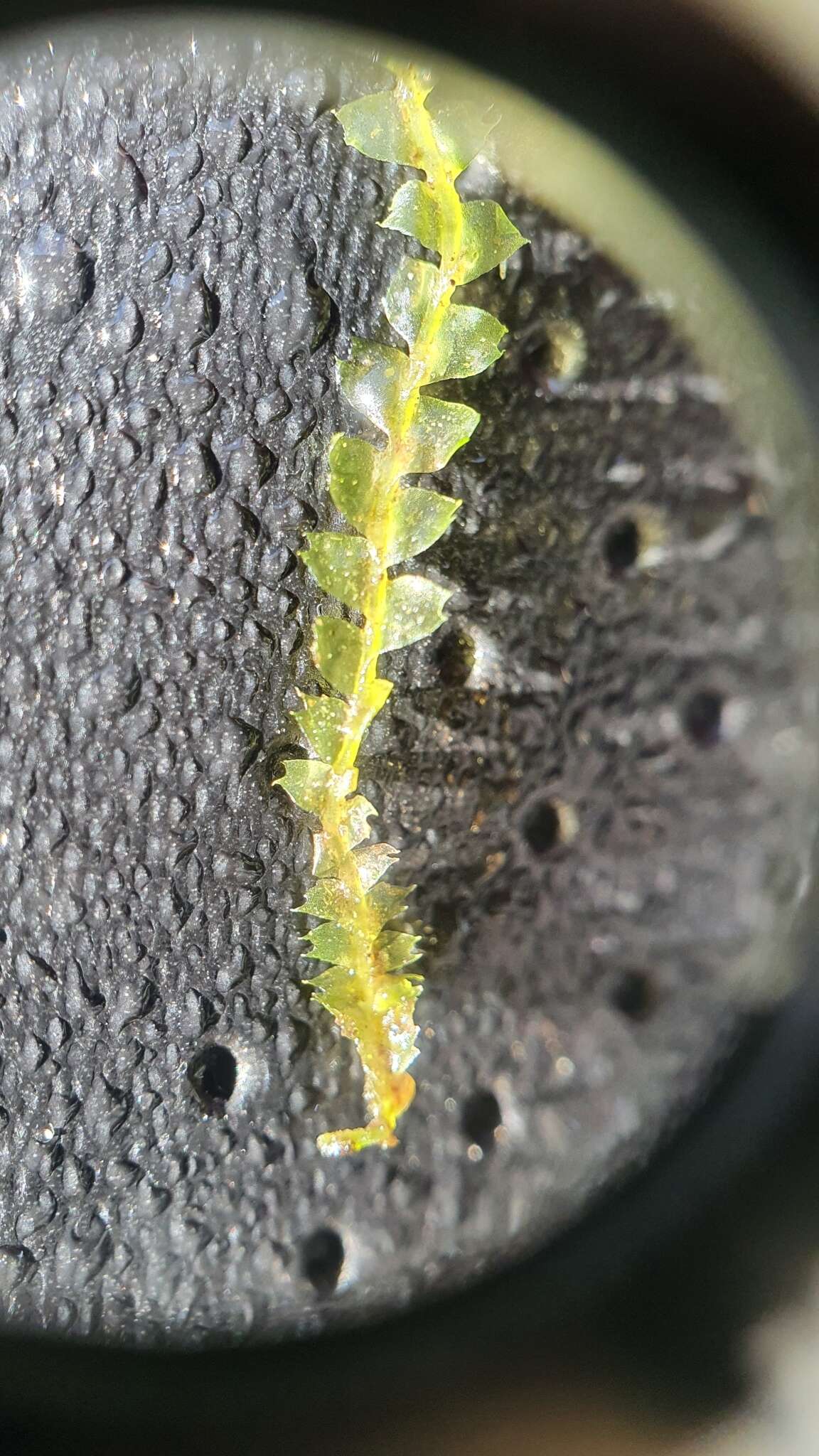 Image of Bifid Crestwort