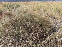 Image of spreading buckwheat