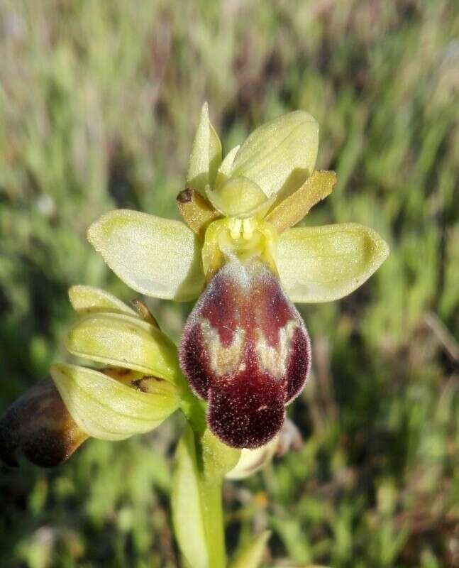 Image of Dark bee orchid