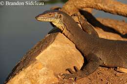 Image of Mertens's Water Monitor