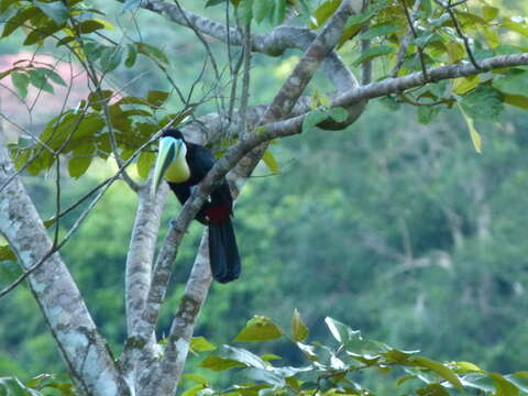 Слика од Ramphastos vitellinus citreolaemus Gould 1844