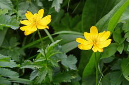 Image of Trollius dschungaricus Regel