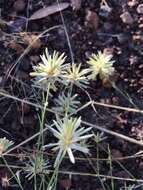 Image of Ptilotus fusiformis (R. Br.) Poir.