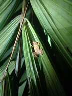 Image of Caretta Robber Frog