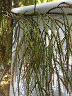 Image of Dacrydium