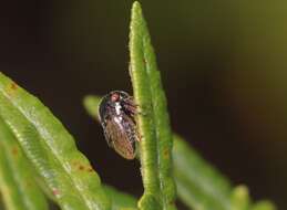 Image of Treehopper