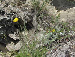 Image of Anthemis marschalliana Willd.