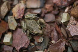 Image of Midwife toads