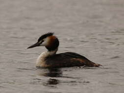 Image of Podiceps Latham 1787