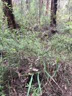 Image of Hibbertia furfuracea (DC.) Benth.