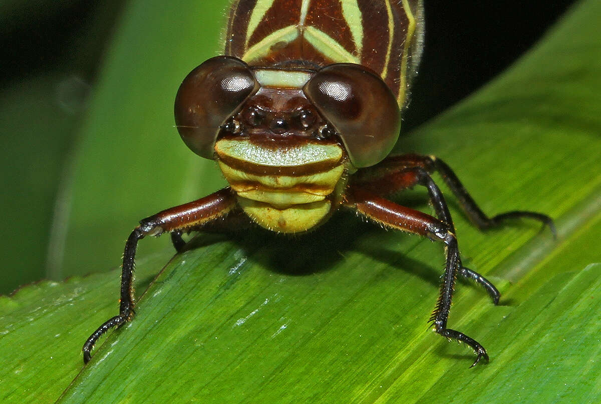 Image of Aphylla theodorina (Navás 1933)