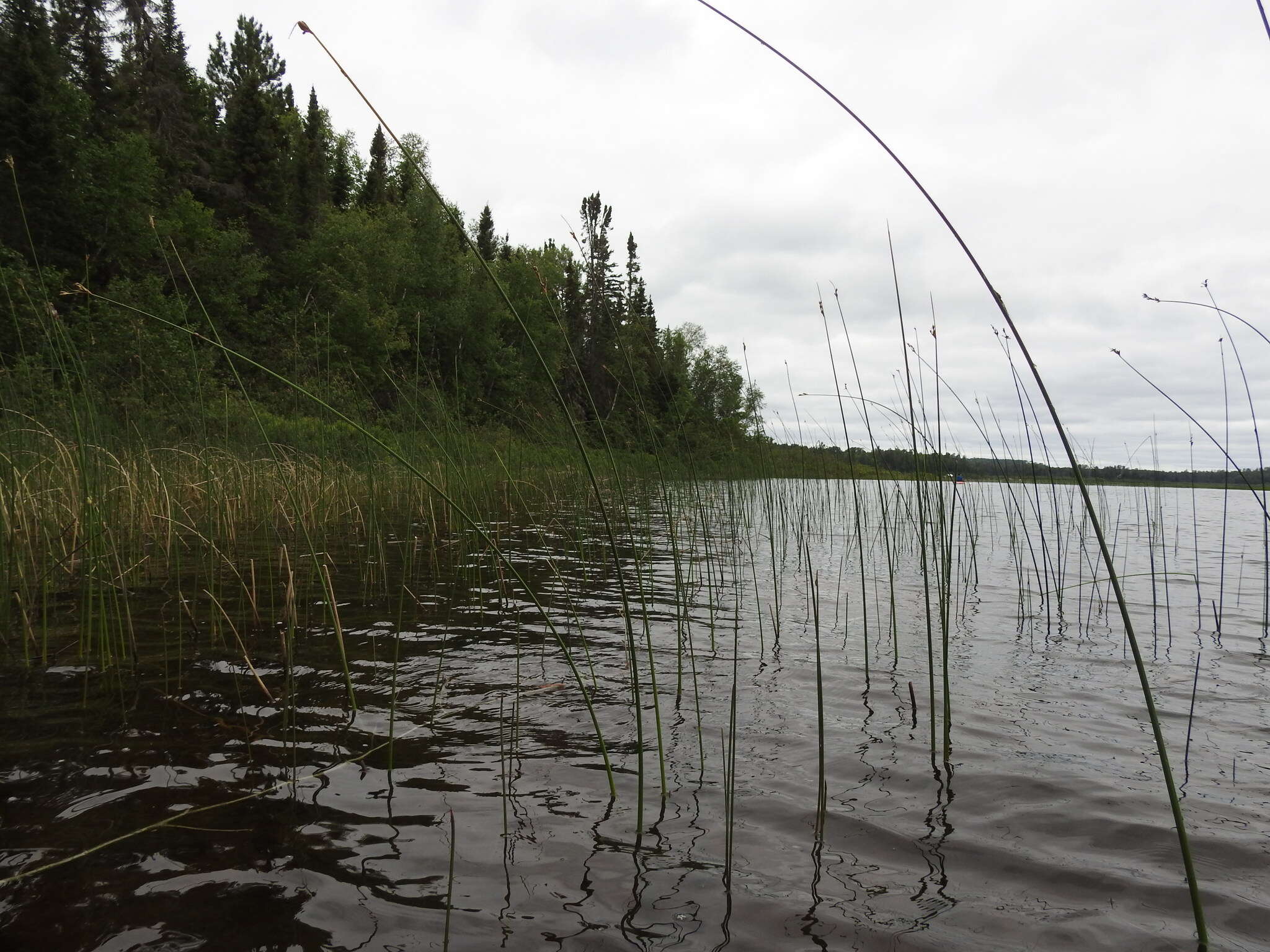 Image of slender bulrush