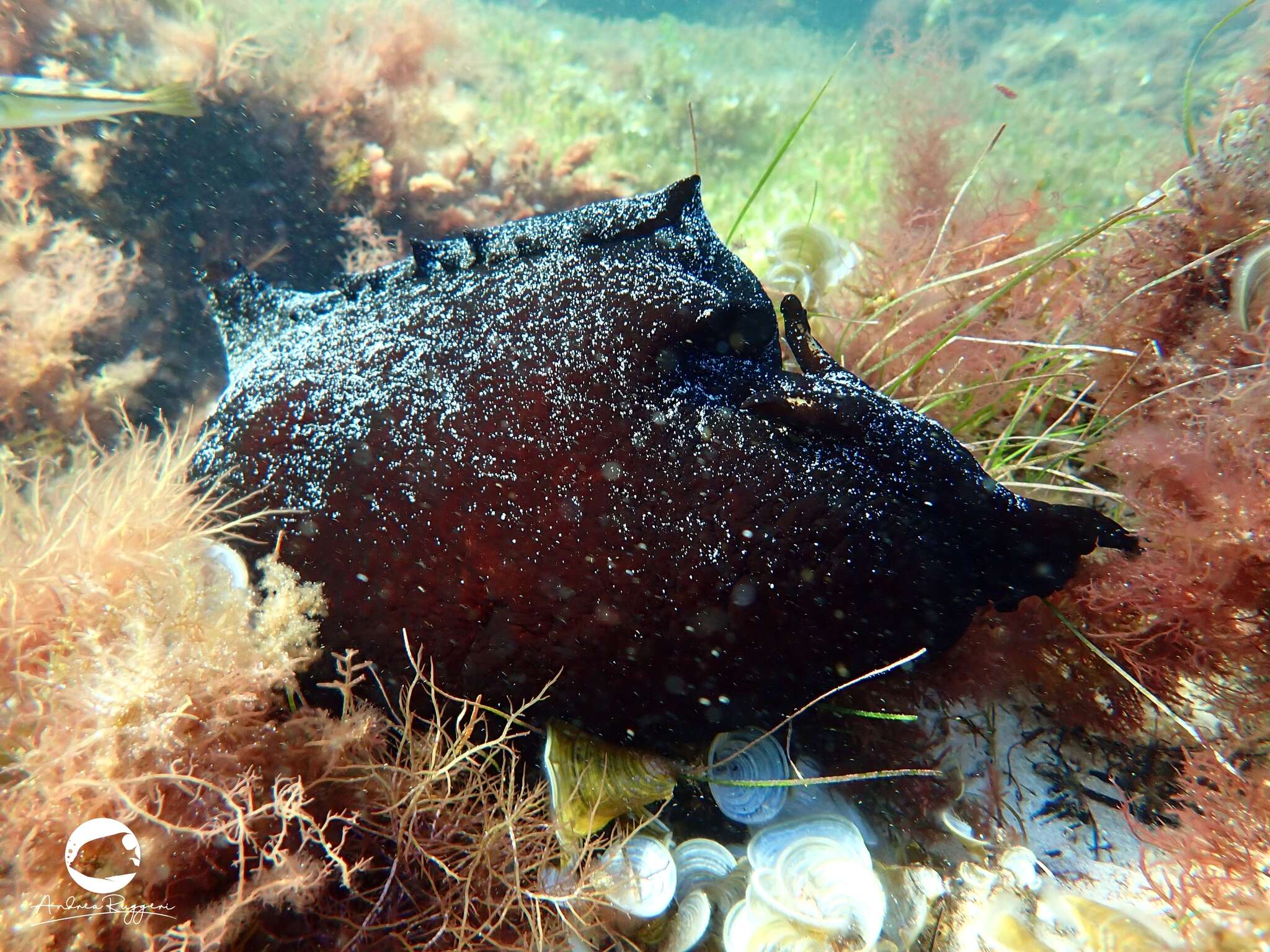 Aplysia gigantea G. B. Sowerby I 1869 resmi