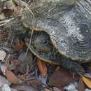 Image of Malaclemys terrapin rhizophorarum Fowler 1906