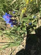 Image of Blue Penstemon