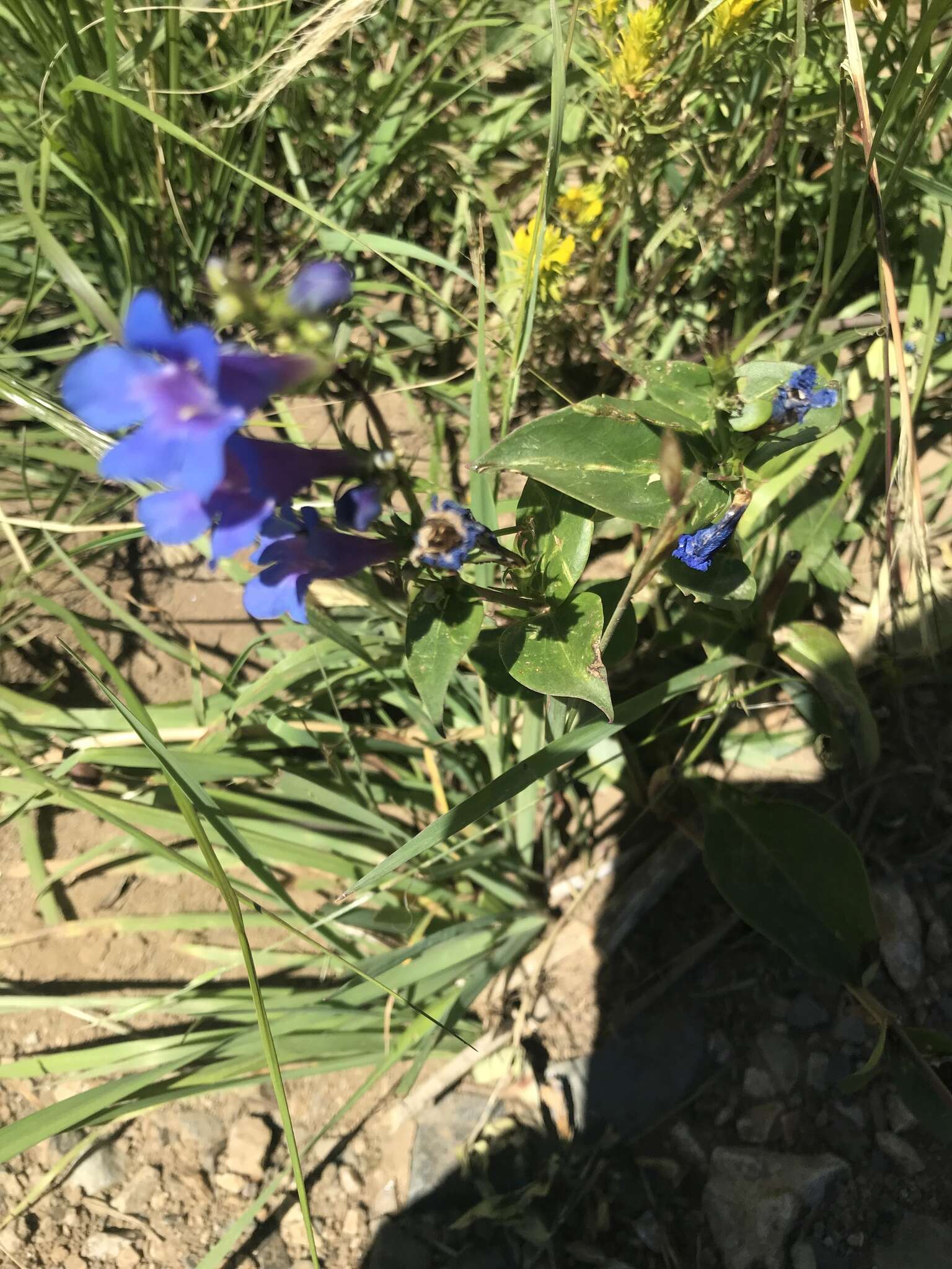 Image of Blue Penstemon