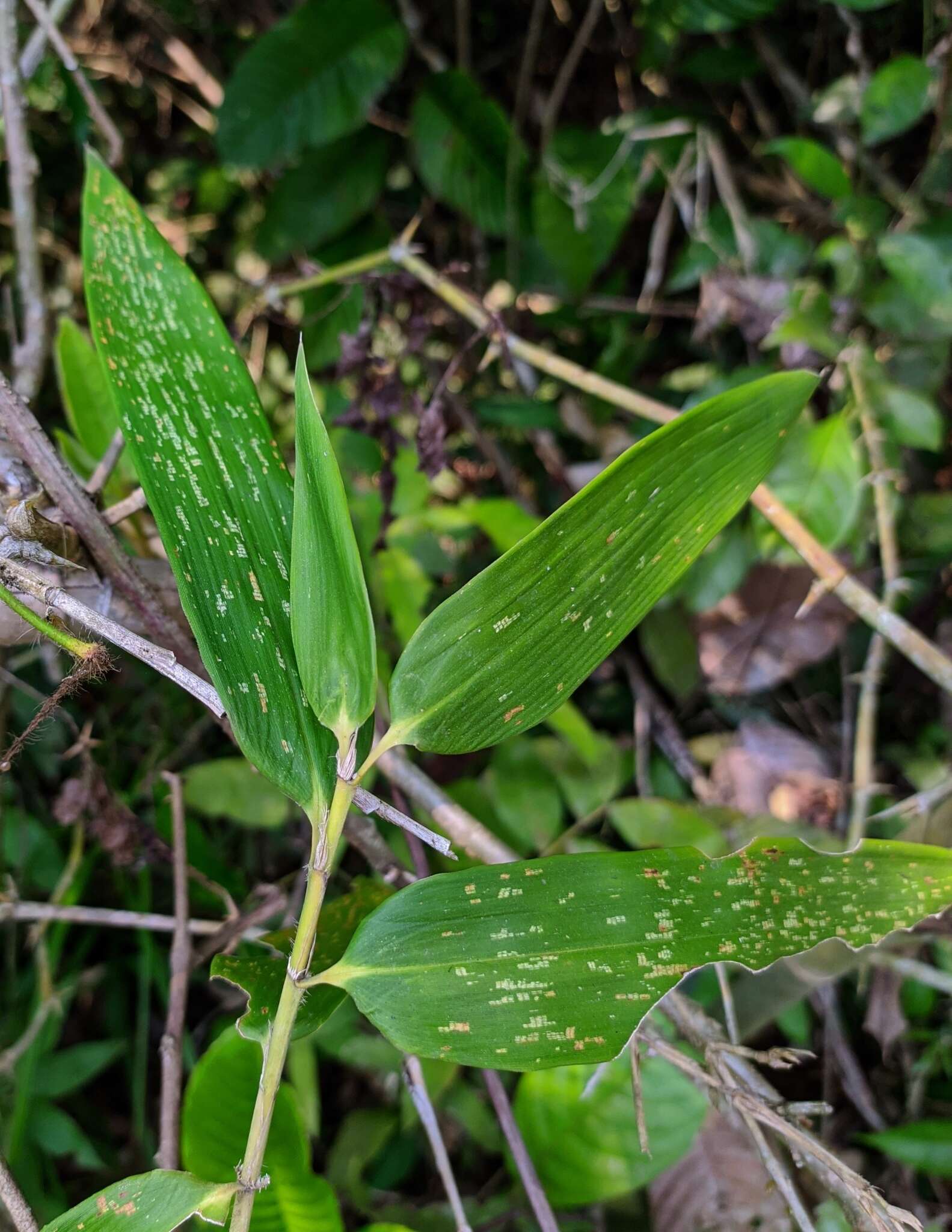 Image of Guadua weberbaueri Pilg.