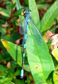 Image of Coenagrion lanceolatum (Selys ex Selys & McLachlan 1872)