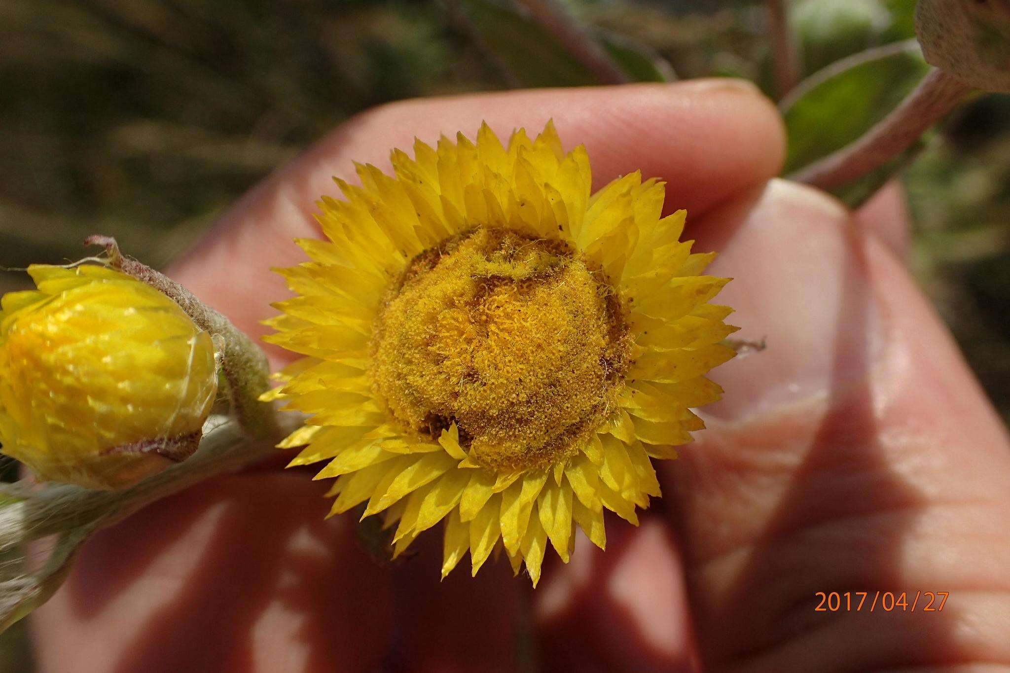 Image of Helichrysum decorum DC.