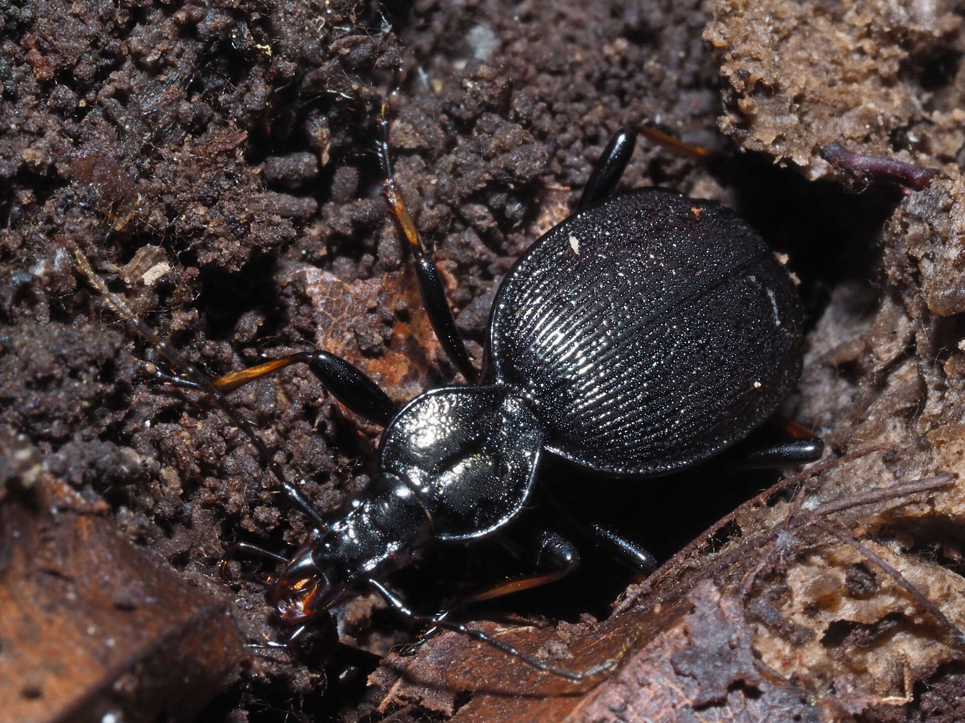 Image of Cychrus attenuatus (Fabricius 1792)