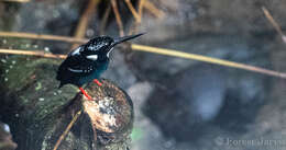 Image of Southern Silvery Kingfisher