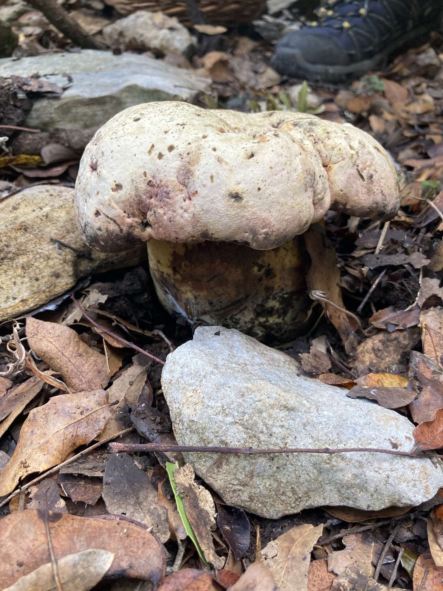 Image of wolf bolete