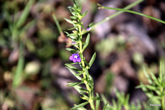 Image of Stemodia florulenta W. R. Barker