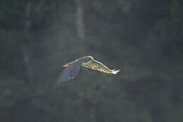 Buteo jamaicensis costaricensis Ridgway 1874 resmi