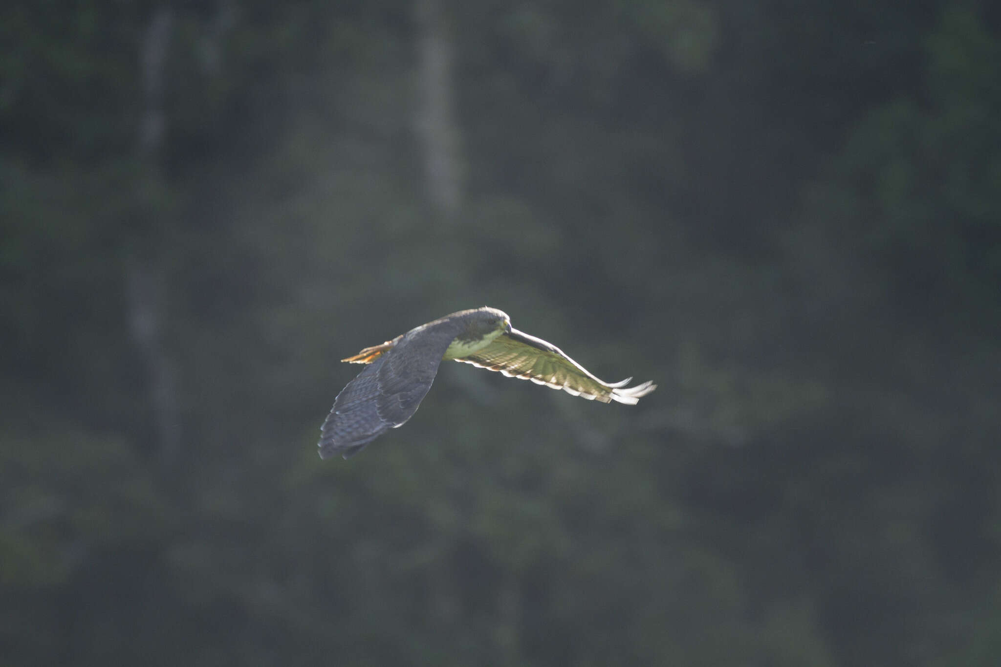 Buteo jamaicensis costaricensis Ridgway 1874 resmi