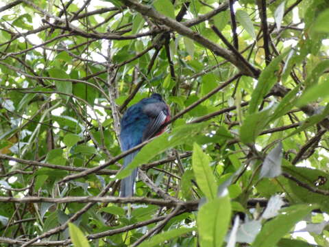 Image of Masked Trogon