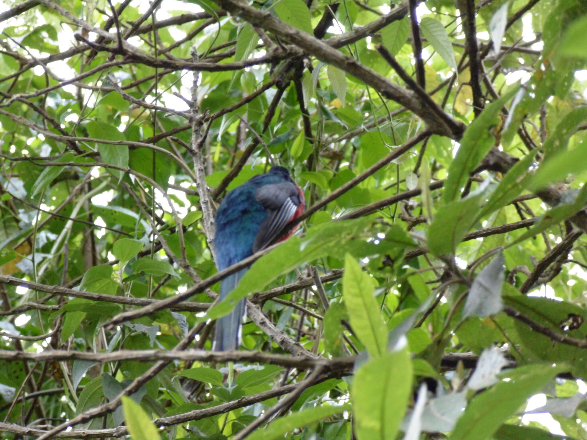 Imagem de Trogon personatus Gould 1842