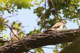 Image of Levant Sparrowhawk