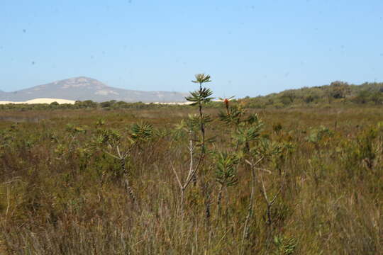 Image of Melaleuca glauca Domin