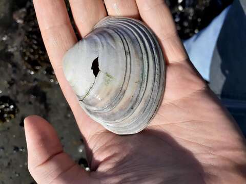 Image of Greenland cockle