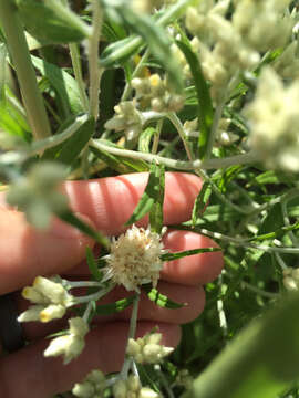 Image of rabbit-tobacco