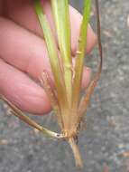 Juncus prismatocarpus R. Br. resmi