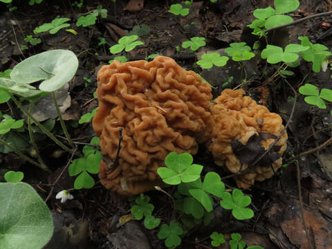 Plancia ëd Gyromitra gigas (Krombh.) Cooke 1878