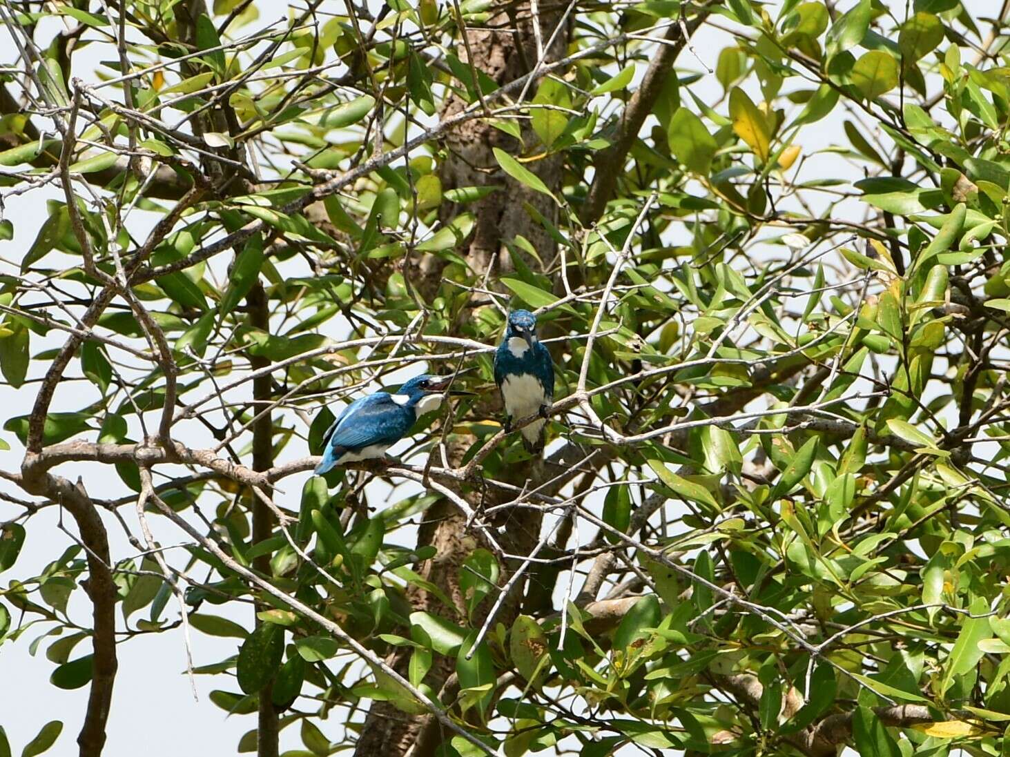 صورة Alcedo coerulescens Vieillot 1818